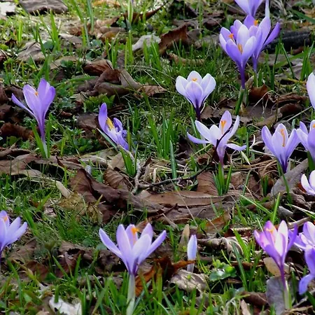 Ferienhaus Drebach *